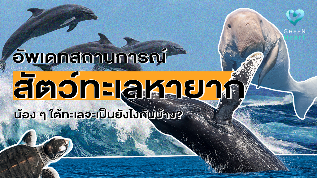 อัพเดทสถานการณ์สัตว์ทะเลหายาก น้อง ๆ ใต้ทะเลจะเป็นยังไงกันบ้าง?