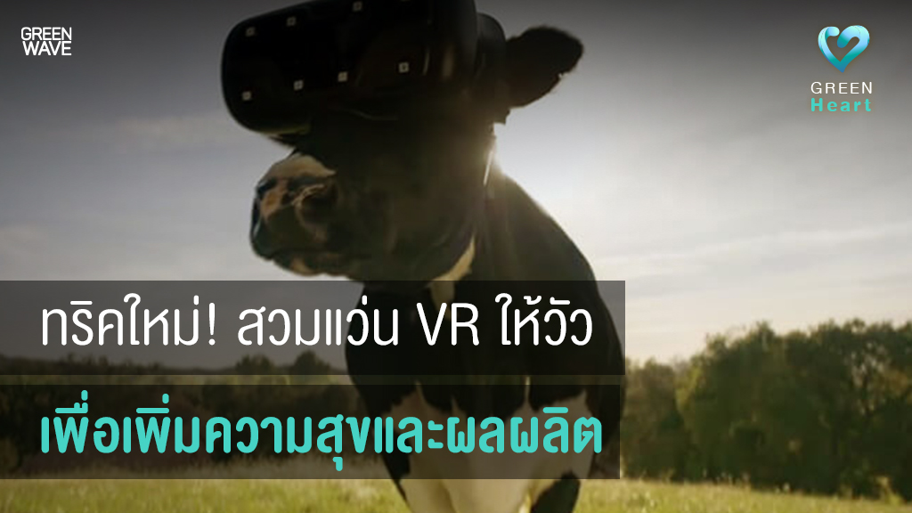 ทริคใหม่! สวมแว่น VR ให้ "วัว" เพื่อเพิ่มความสุขและผลผลิต