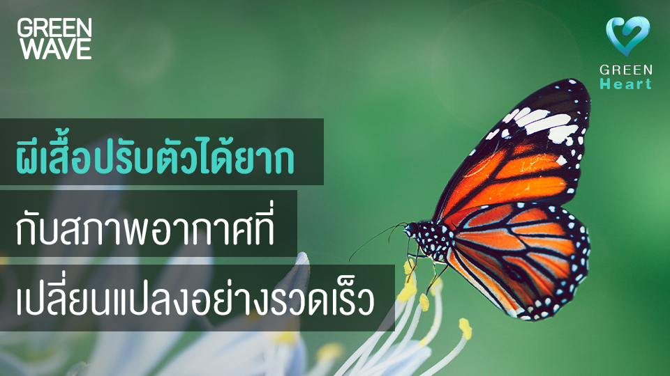 ผีเสื้อ ปรับตัวได้ยากกับสภาพอากาศที่เปลี่ยนแปลงอย่างรวดเร็ว